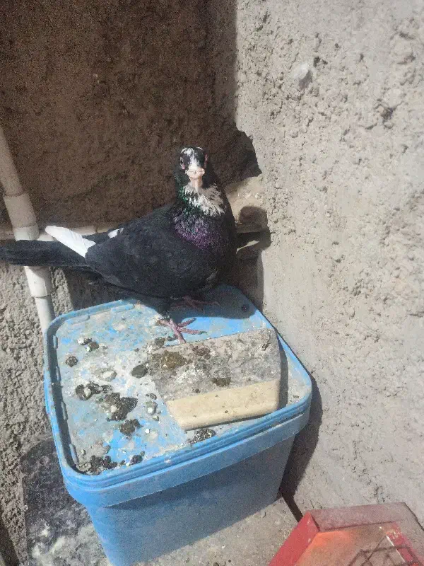 سیاه پلنگ ریش کنده|پرنده|کرمان, |دیوار