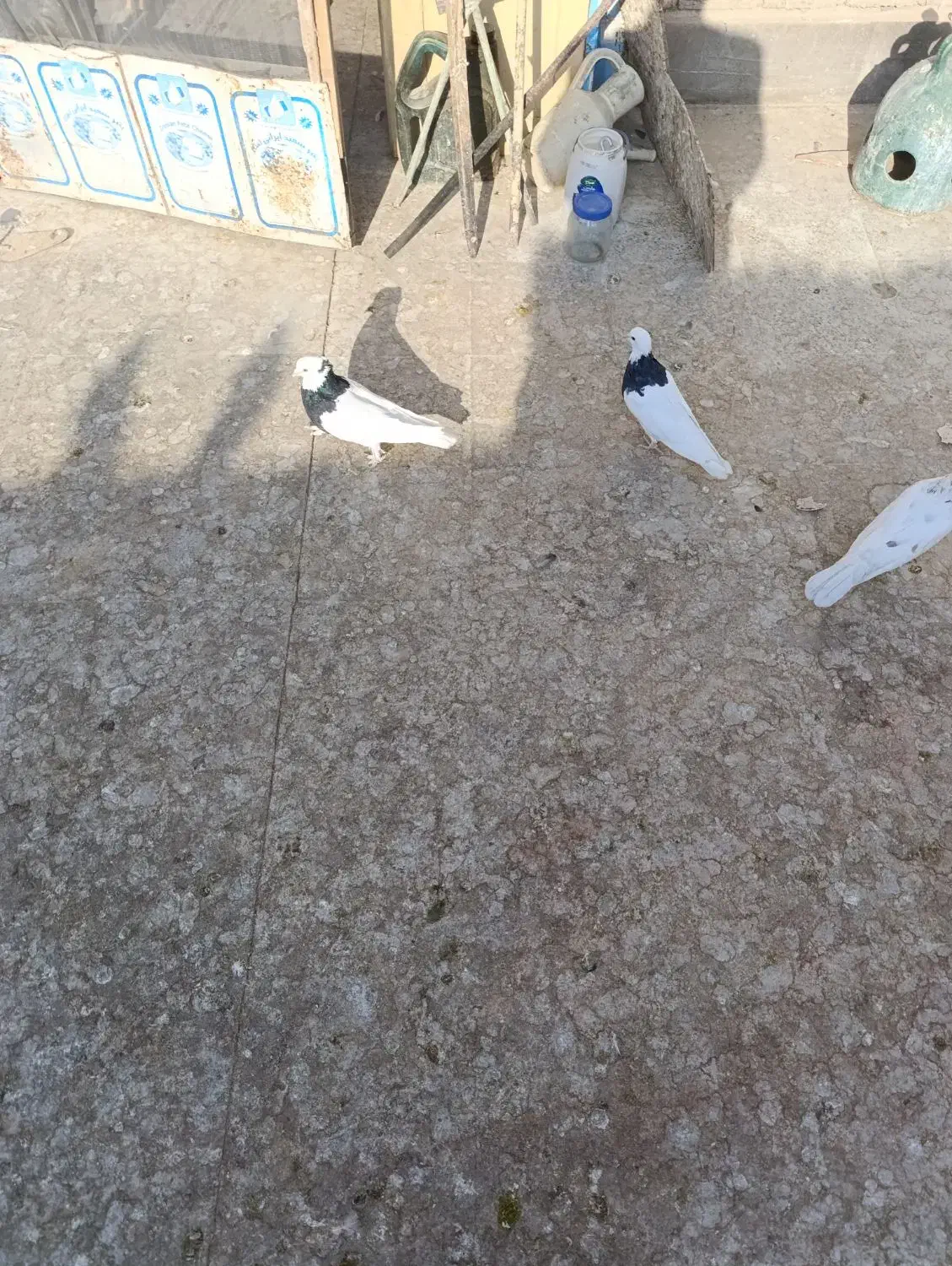 کفترطوقی 6عدد3نر3ماده|پرنده|برخوار, |دیوار