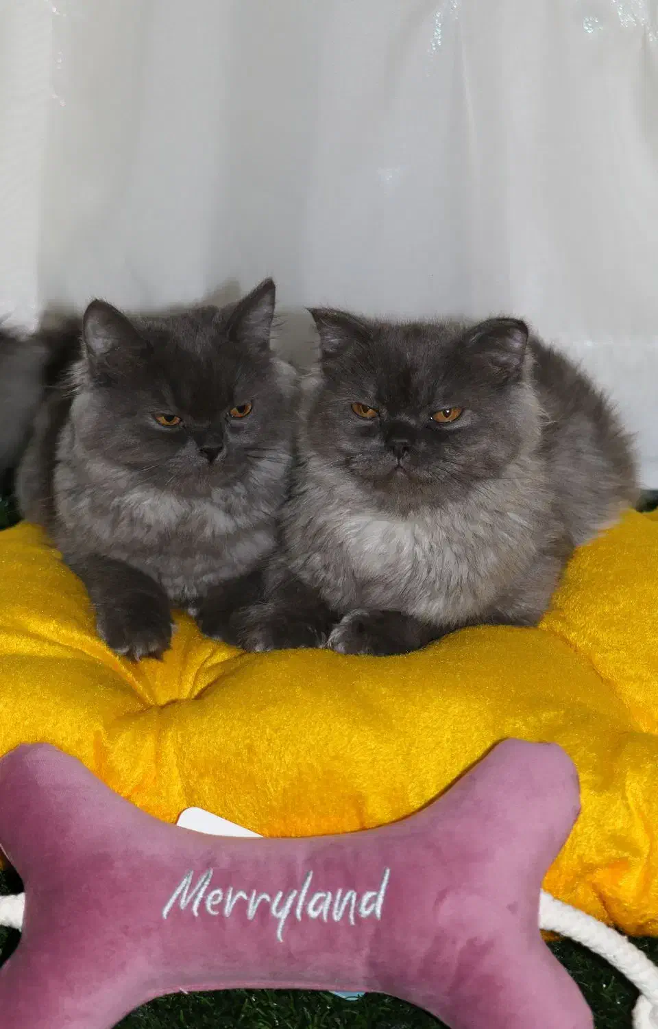 گربه نژاد اسکاتیش ۵ ماهه|گربه|قوچان, |دیوار