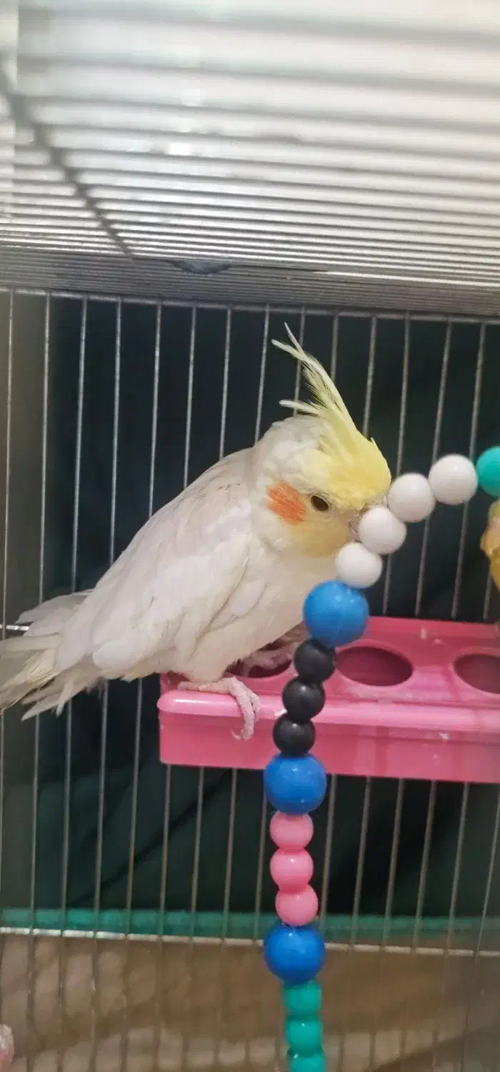 عروس هلندی ومرغ عشق|پرنده|شادگان, |دیوار