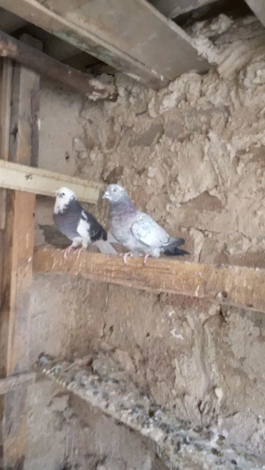 کفتر پرشی|پرنده|رباطکریم, رباطکریم|دیوار