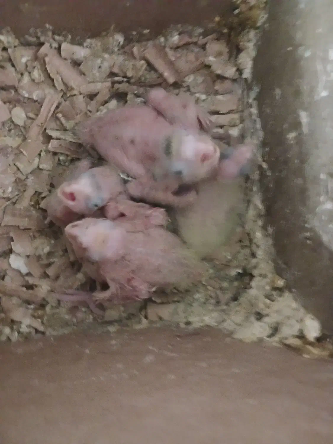 جوجه عروس هلندی|پرنده|مشهد, بهمن|دیوار