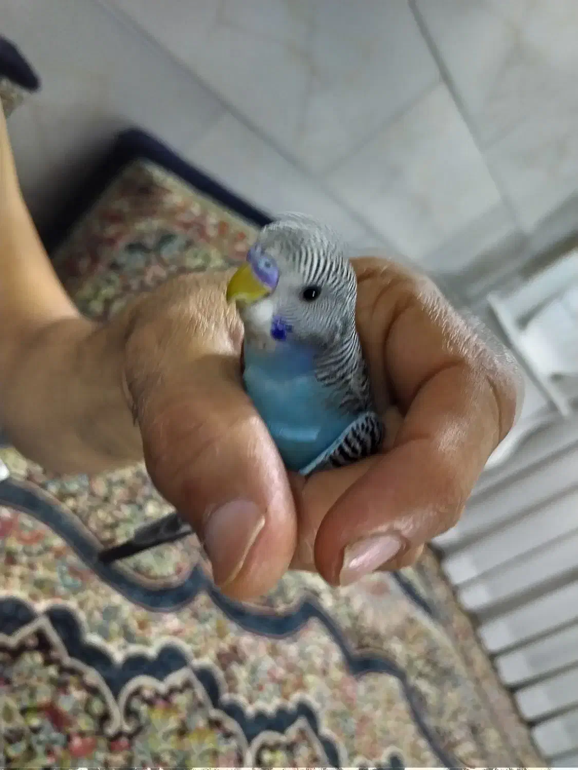 مرغ عشق|پرنده|مشهد, کارگران|دیوار