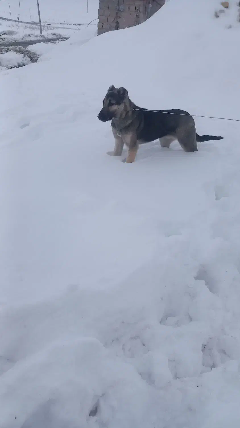 سگ خوب|سگ|نظر کهریزی, |دیوار