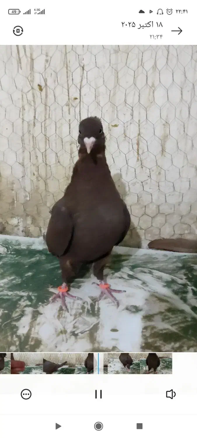 ماده سرخ دم سفید|پرنده|فرح دشت, |دیوار