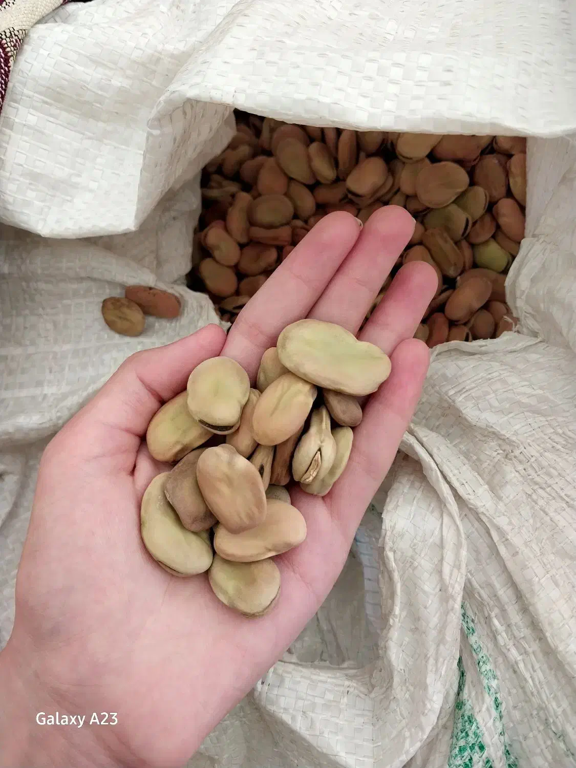 باقالی مازندرانی|خوردنی و آشامیدنی|صومعهسرا, |دیوار