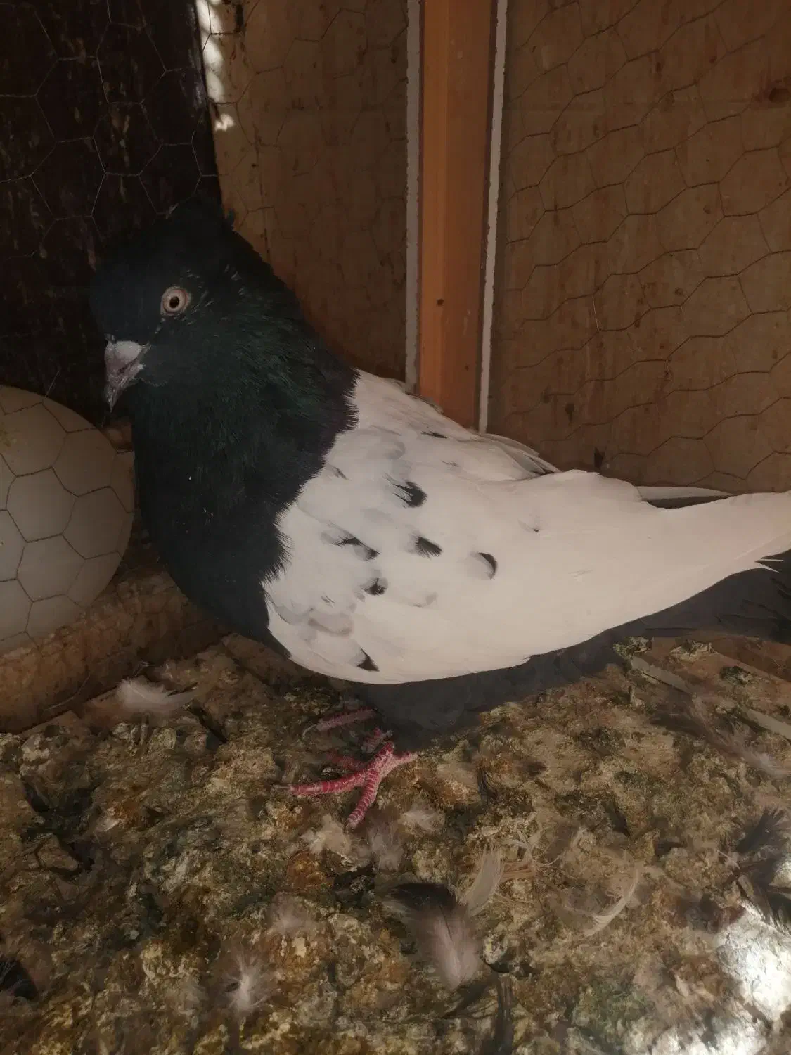 دمسفید و سینه ای|پرنده|اهواز, شهرک برق|دیوار