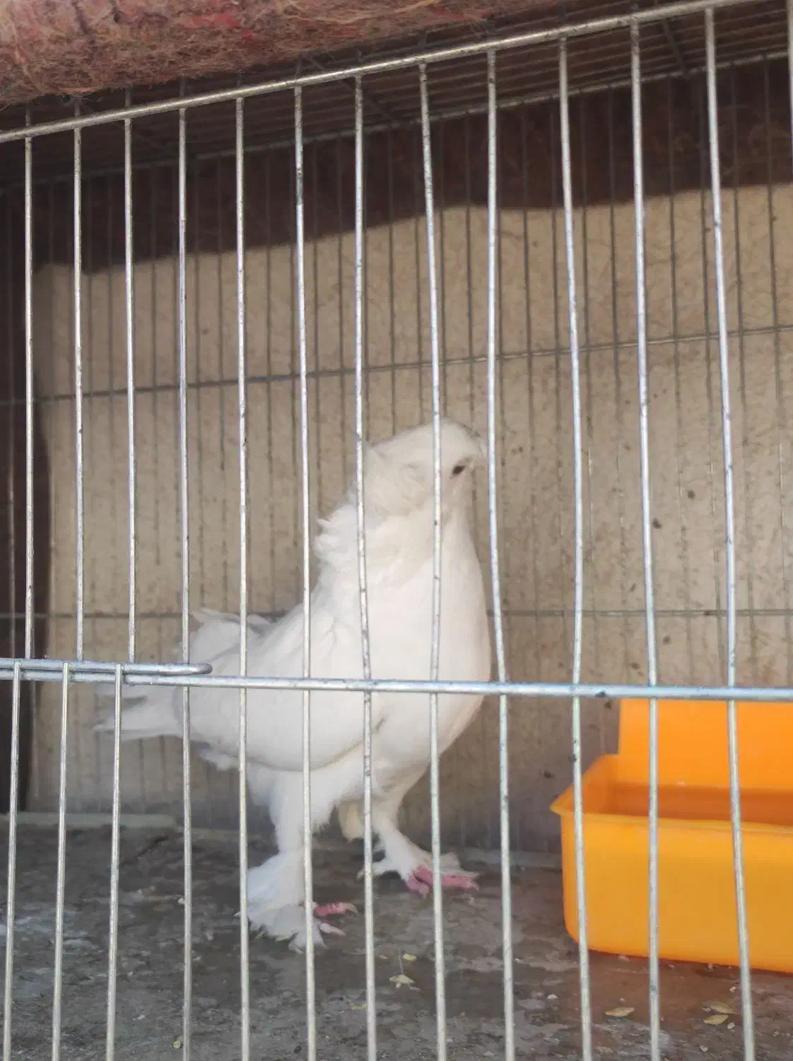 جفت کبوتر راعبی|پرنده|اصفهان, مسجد مصلی|دیوار