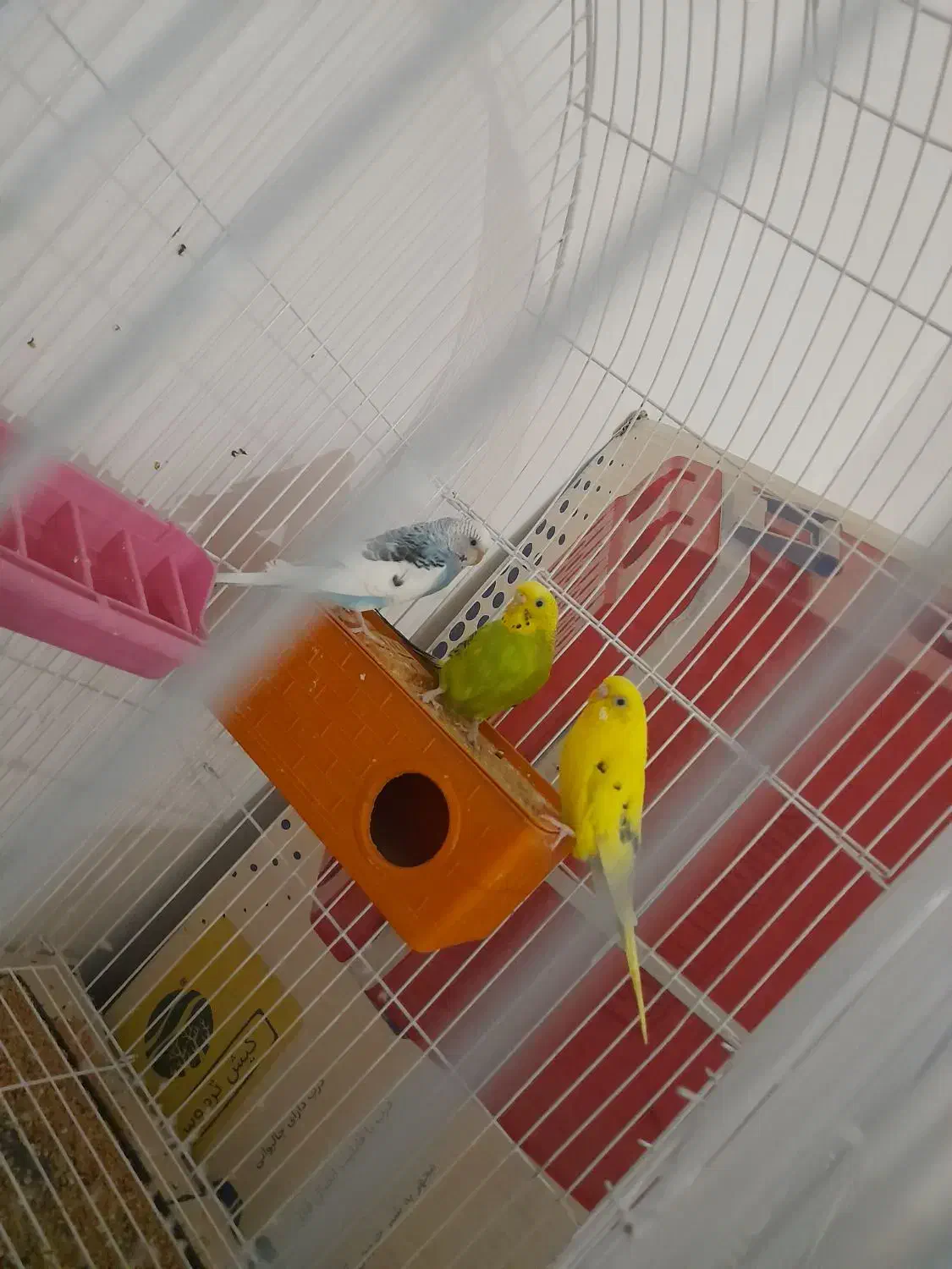 مرغ عشق|پرنده|میناب, |دیوار