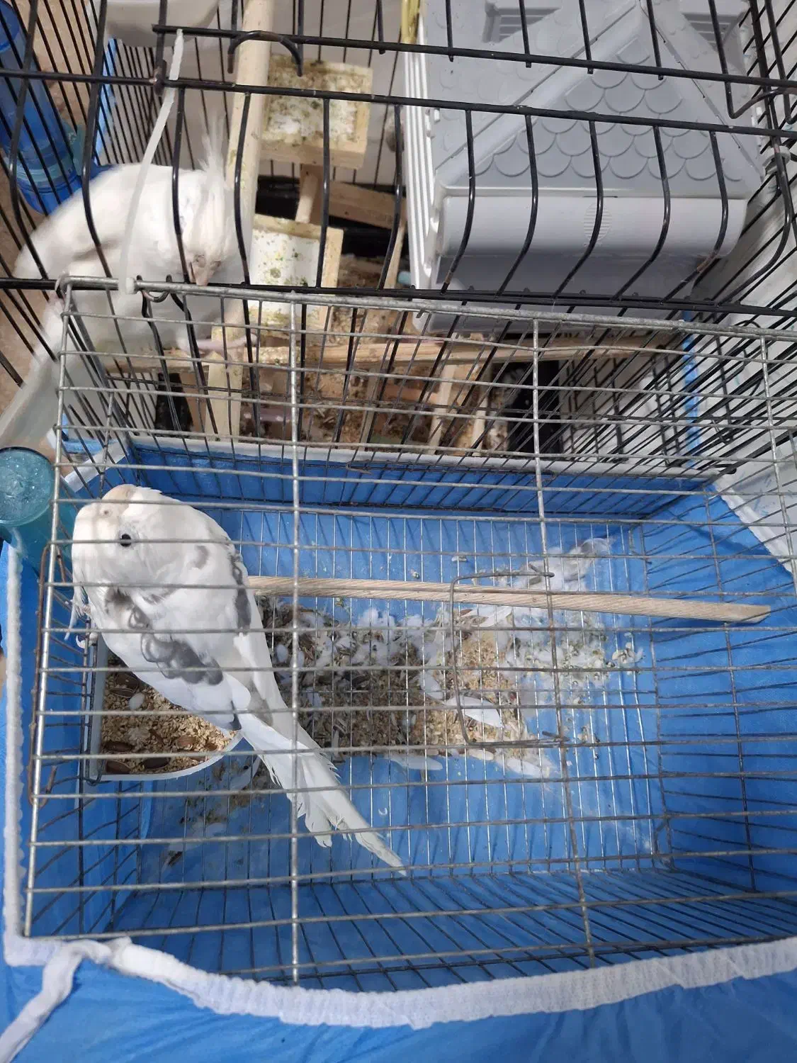 فروش عروس هلندی|پرنده|رشت, پاستوریزه|دیوار