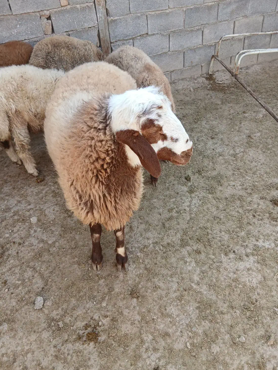 قوچ|حیوانات مزرعه|کنگاور, |دیوار