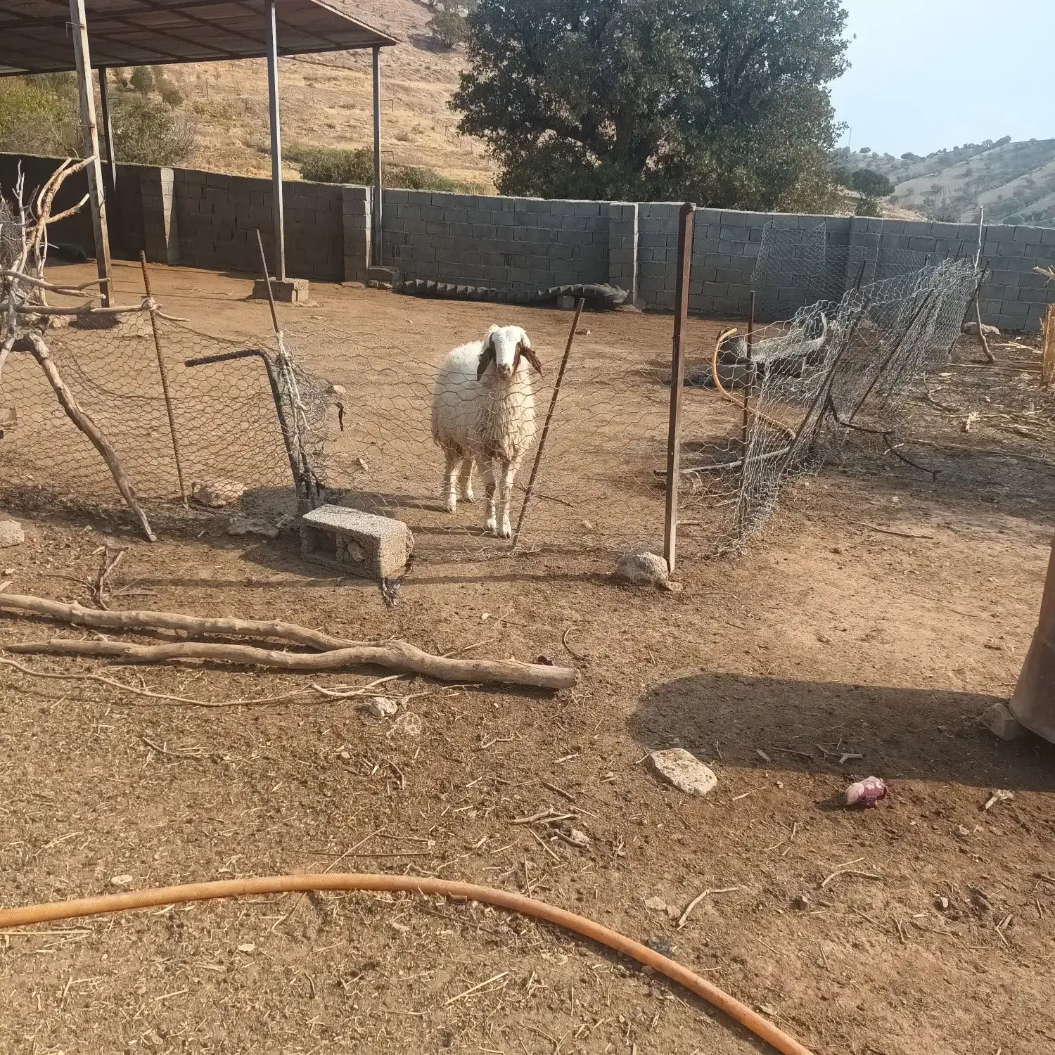 بره قوچ|حیوانات مزرعه|بدره, |دیوار