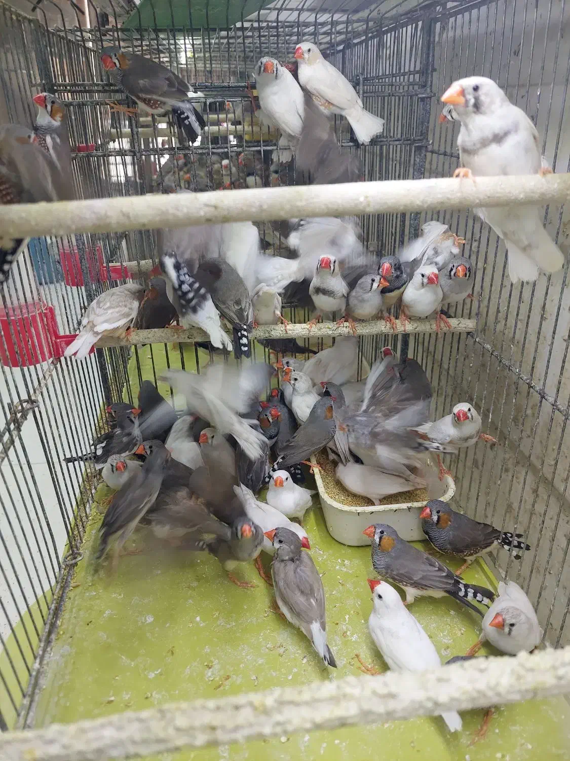 مرغ عشق فنج|پرنده|شیراز, شهرک پرواز|دیوار