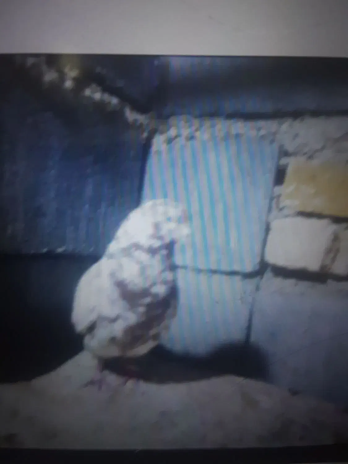 کبوتر|پرنده|لالجین, |دیوار