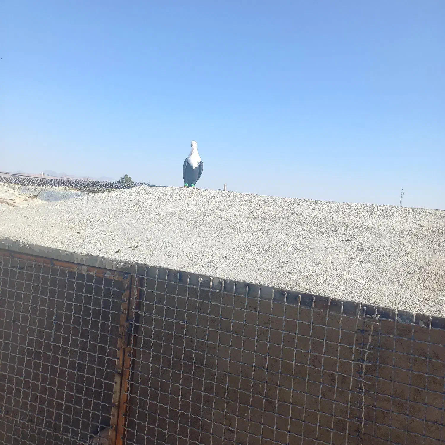 ۱۱ تا رنگه زده خوردی|پرنده|تربتحیدریه, پائین ولایت|دیوار