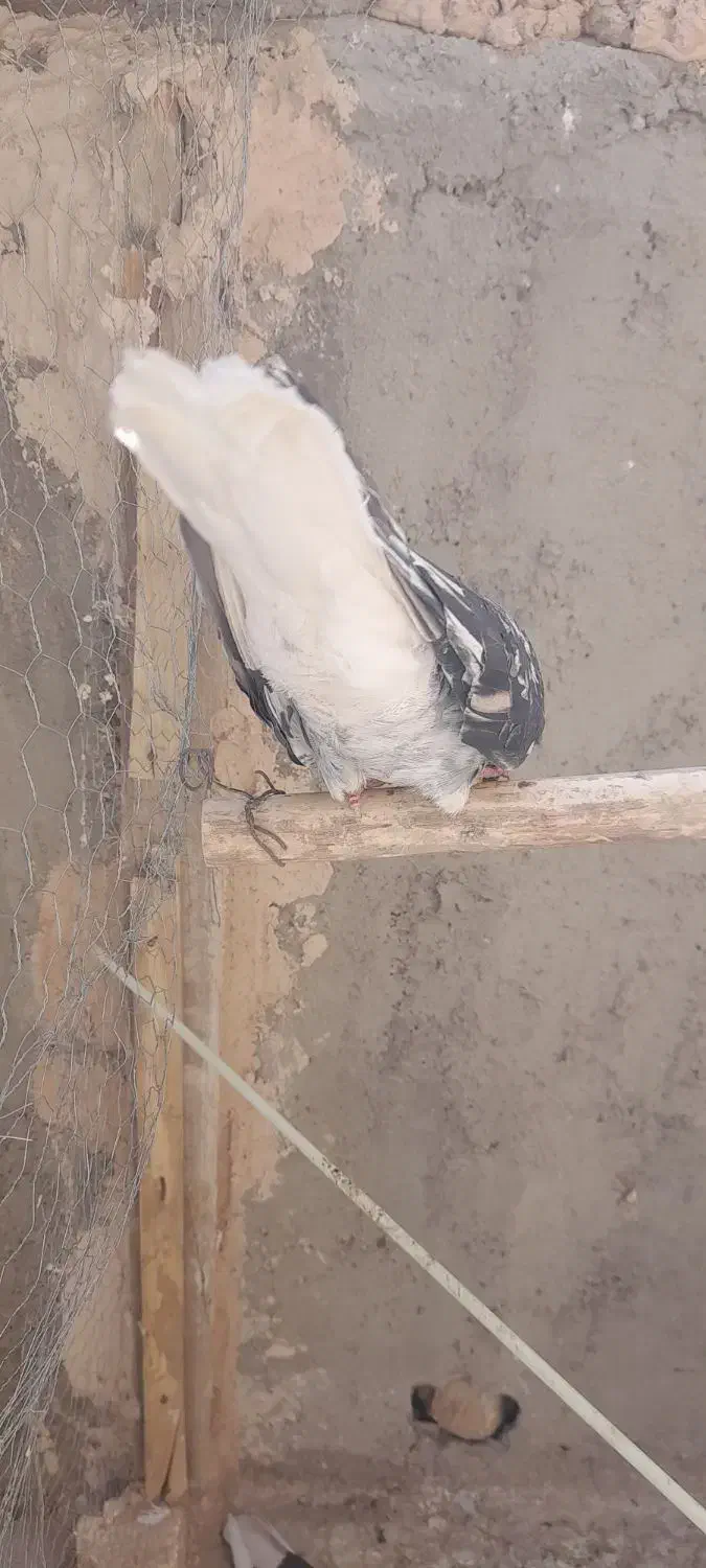 سفید چشم ونوک.سروردم سفید..سبز|پرنده|خمینی‌شهر, |دیوار