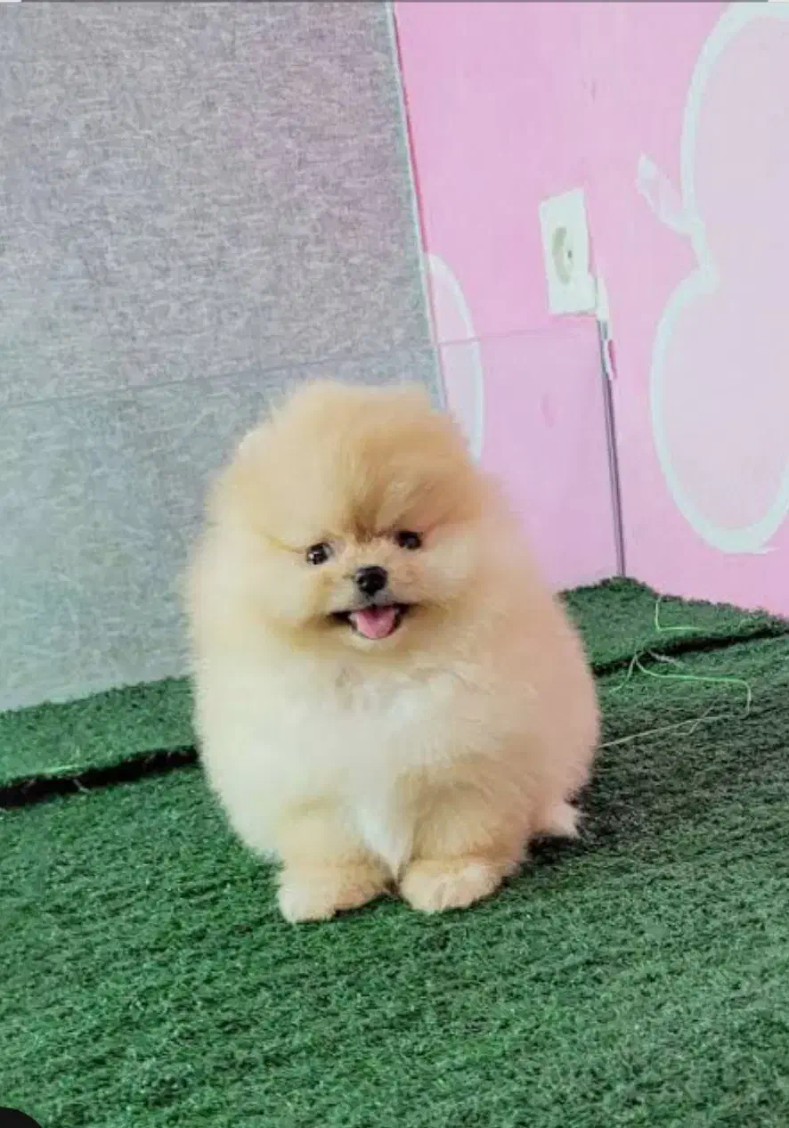 نگهداری سگ پامر|سگ|کرمان, |دیوار