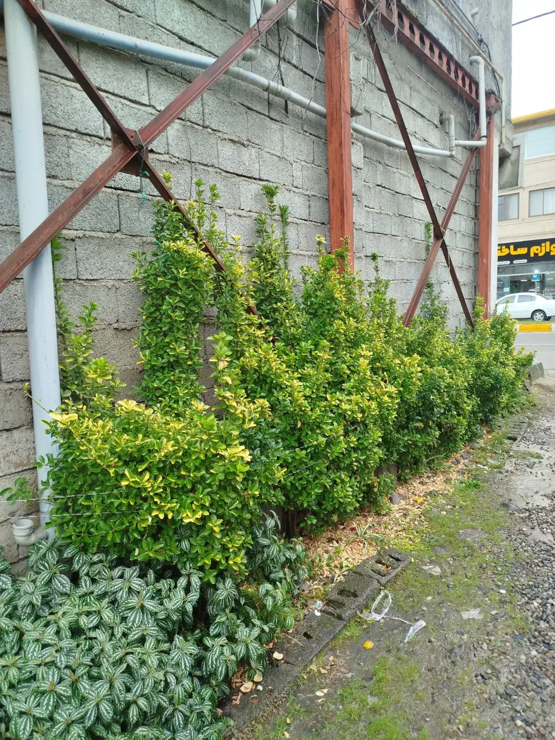 خریدار برگ سیکاس|خدمات باغبانی و درختکاری|تنکابن, |دیوار