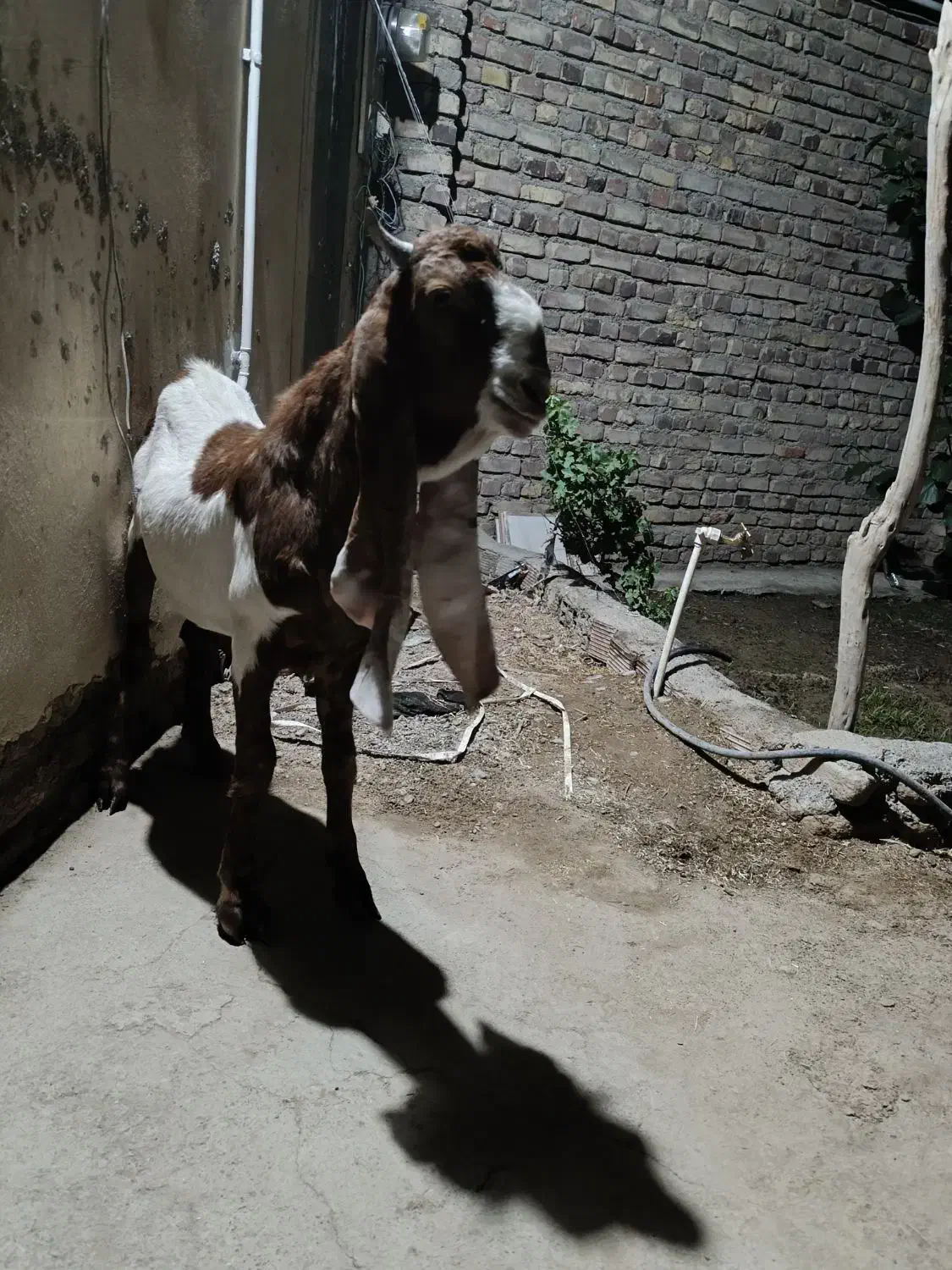 تکشاد پتیری|حیوانات مزرعه|صابری, |دیوار