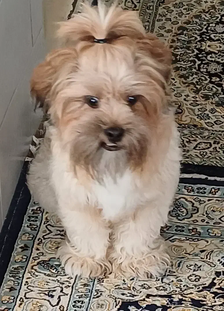 سگ خانگی|سگ|یزد, |دیوار