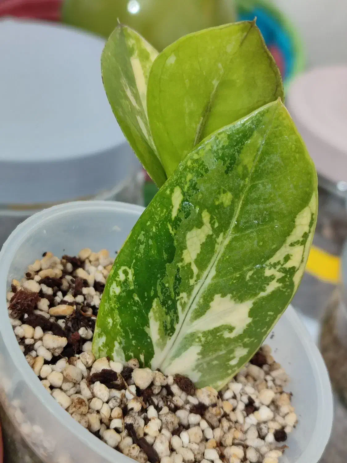 زامو ابلق خاص|گل و گیاه طبیعی|بندر ماهشهر, |دیوار