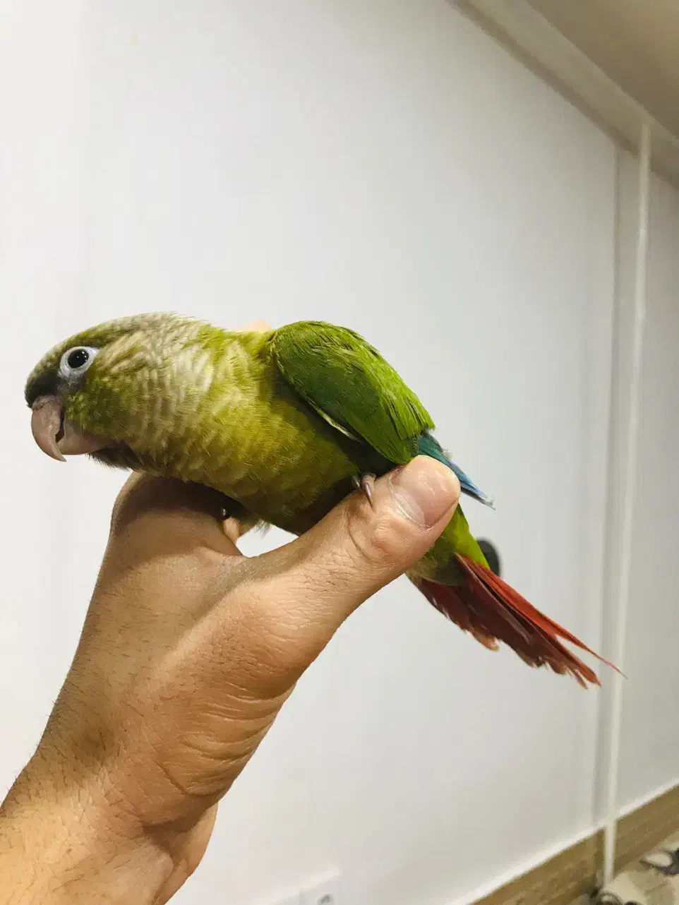 طوطی گرینچیک|پرنده|امیدیه, |دیوار