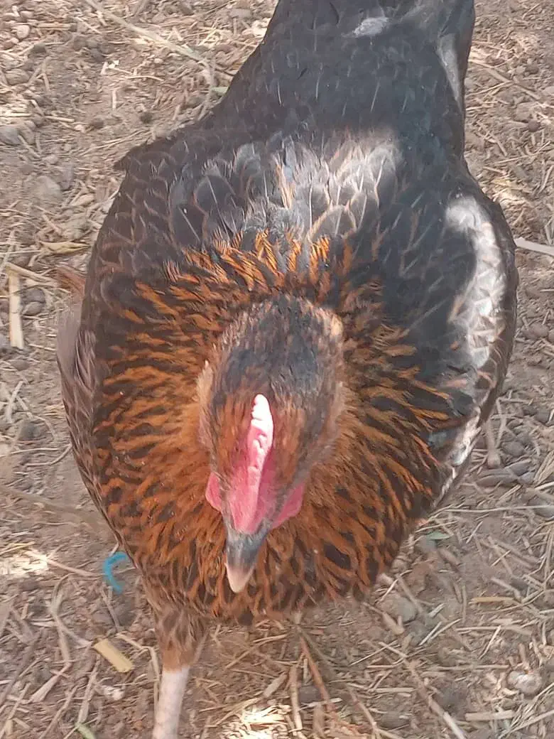 مرغ و خروس محلی|حیوانات مزرعه|قلعه گنج, |دیوار