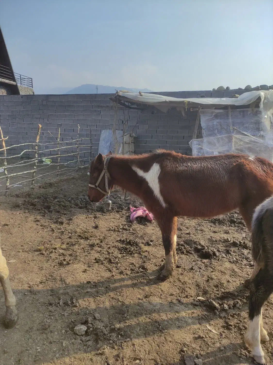 مادیان ابلغ چهارساله|اسب و تجهیزات اسب‌سواری|فاضل آباد, |دیوار