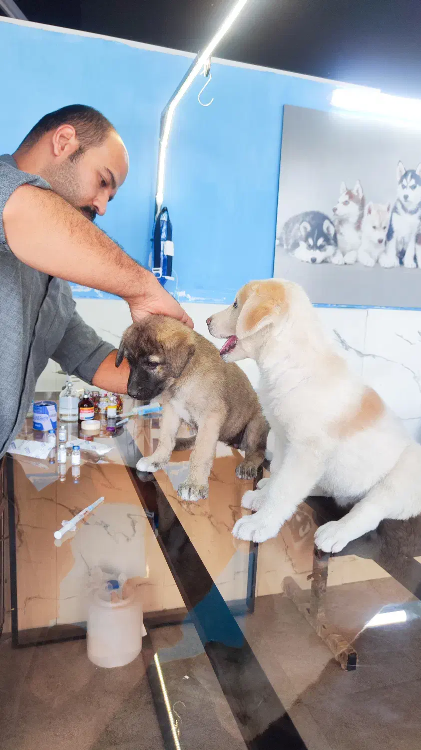 واگذاری دو قلاده سگ شناسنامه دار|سگ|مشهد, ویلاشهر|دیوار