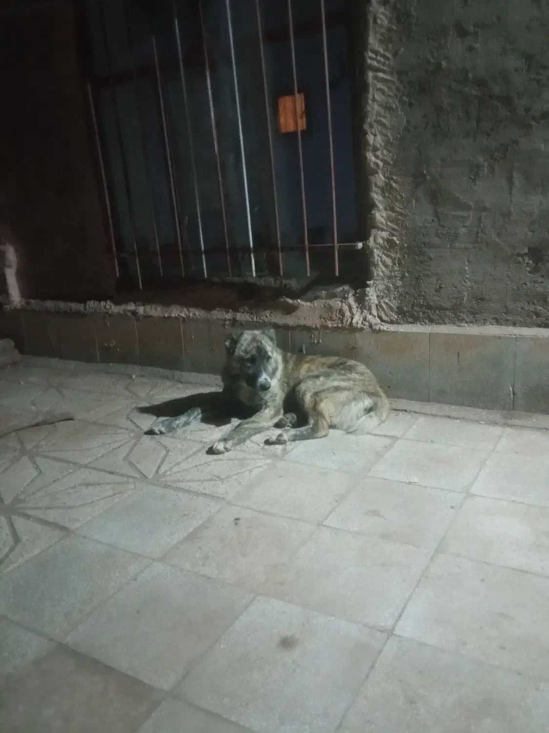 توله سگ|سگ|سبزوار, رباط|دیوار