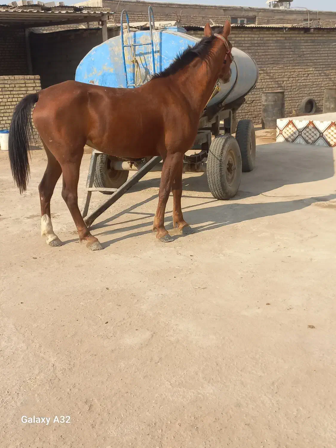 اسب اصیل عرب|اسب و تجهیزات اسب‌سواری|حمیدیه, |دیوار