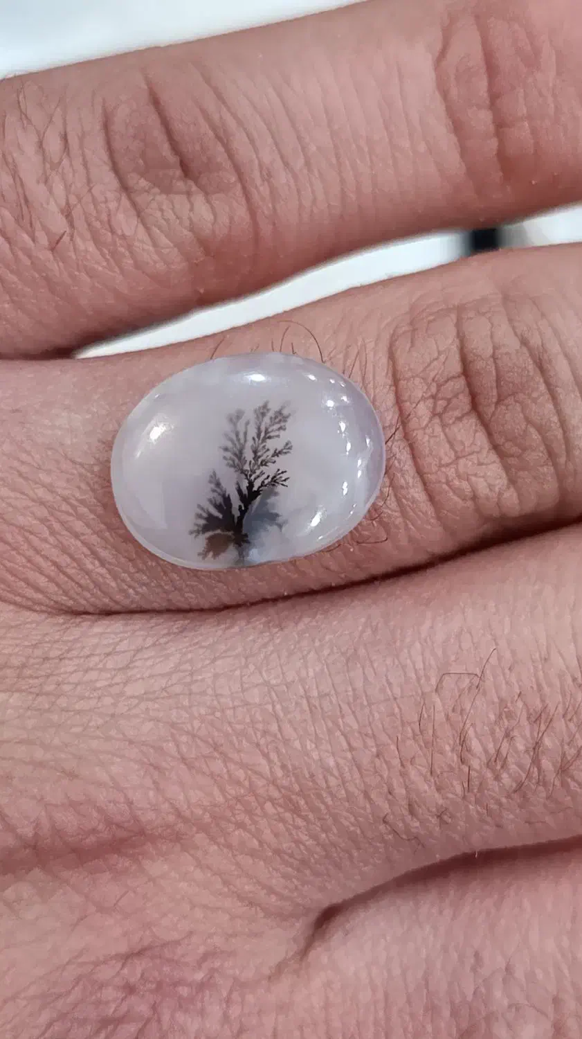 شجر تک درخت قاعن|جواهرات|رباط‌کریم, الارد|دیوار