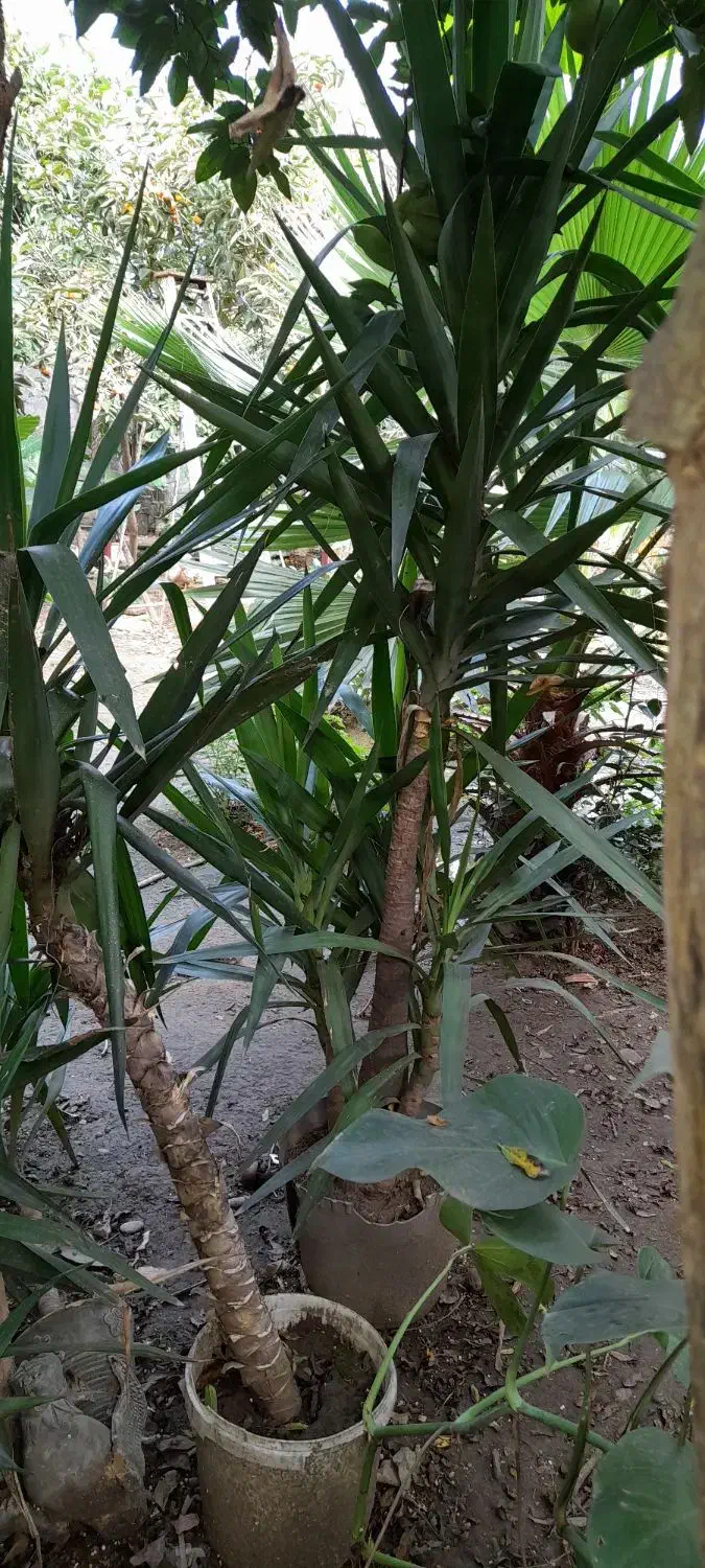 گیاه یوکا|گل و گیاه طبیعی|لاهیجان, خالو باغ|دیوار