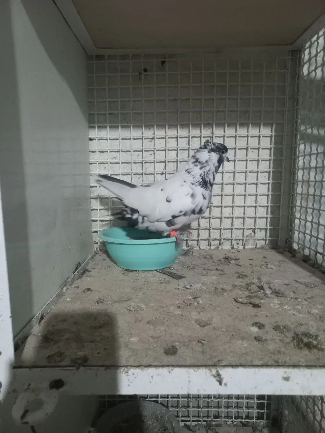 بعلت نداشتن جا|پرنده|محمدیه-قزوین, |دیوار