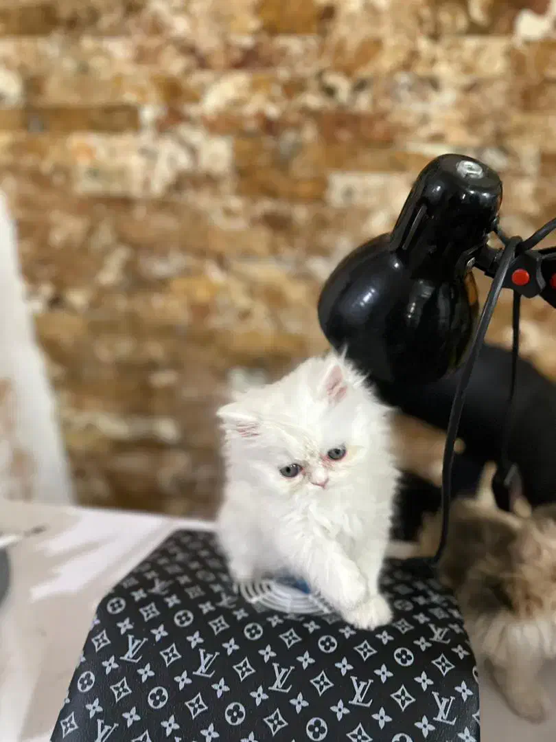 پرشین فلت|گربه|ارومیه, |دیوار