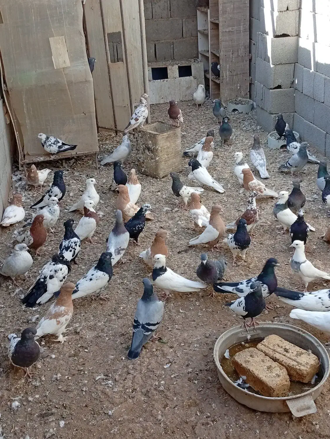 کبوتر|پرنده|یاسوج, |دیوار