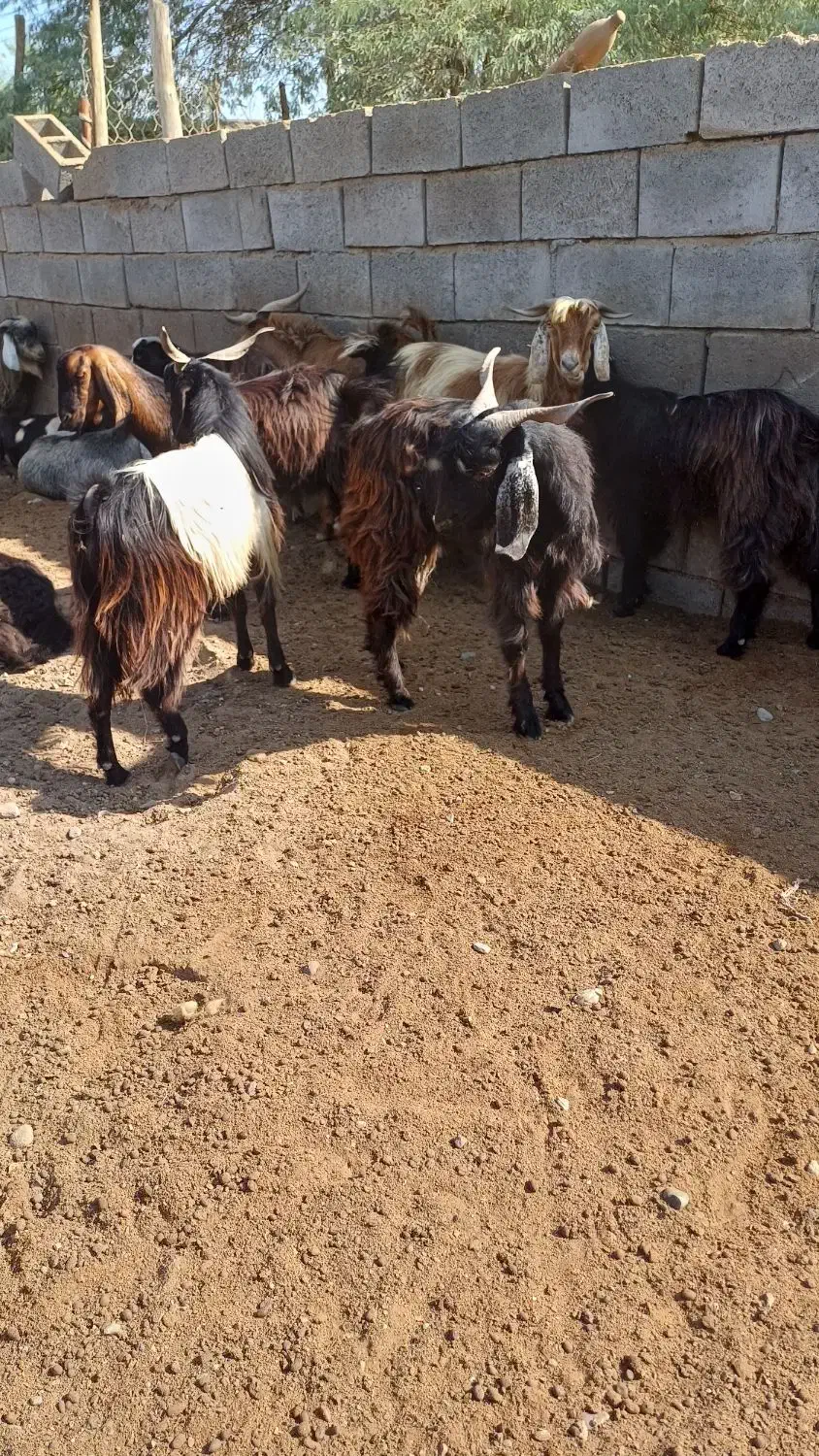 چپشت وبز|حیوانات مزرعه|میناب, |دیوار