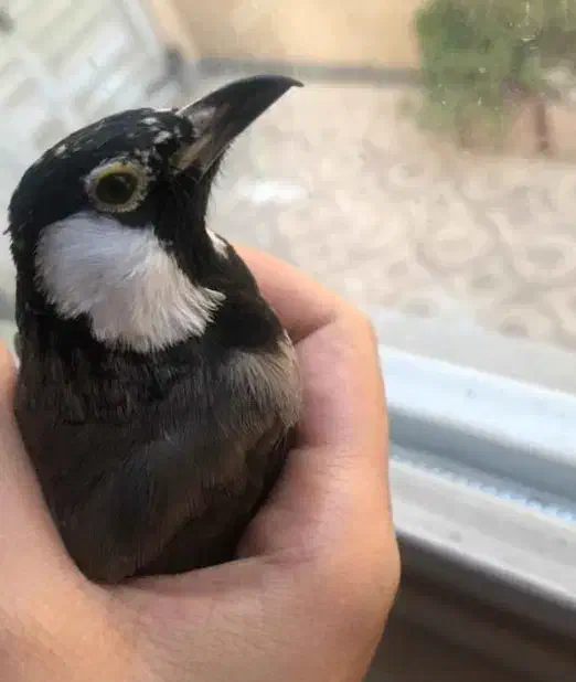 سهره اهوازی|پرنده|محمدشهر, همایون ویلا|دیوار