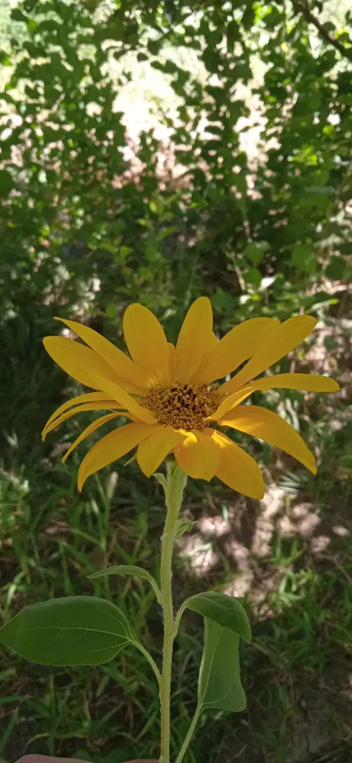 هدیه ۵۰۰هزار تومانی|کارت هدیه و تخفیف|همدان, |دیوار