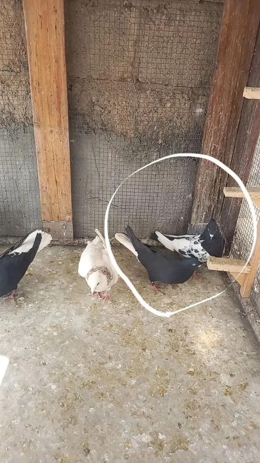 کبوتر|پرنده|مبارکه, |دیوار