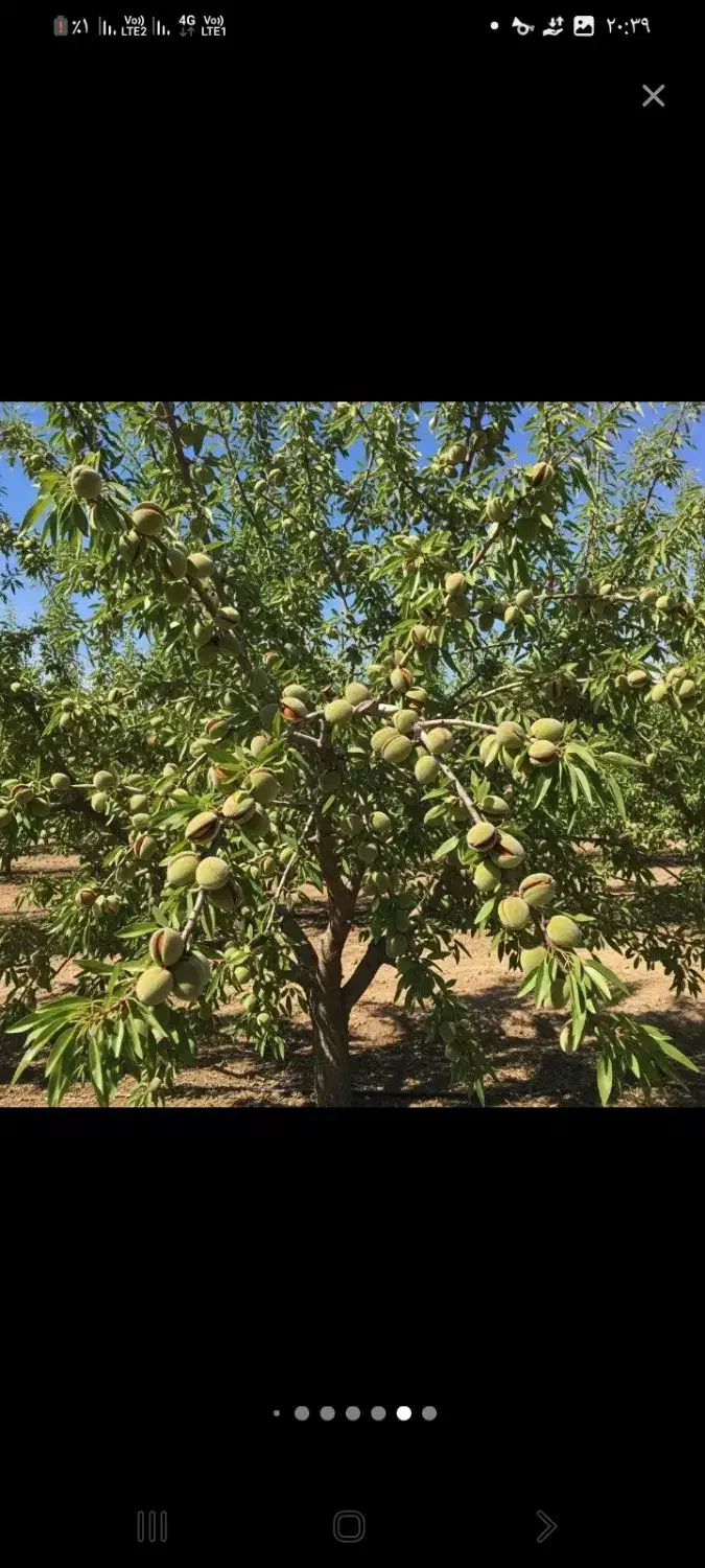 درخت بادام تونو ،نهال بادام تونو ،گلخانه نهالستان|گل و گیاه طبیعی|مشهد, خواجه ربیع|دیوار