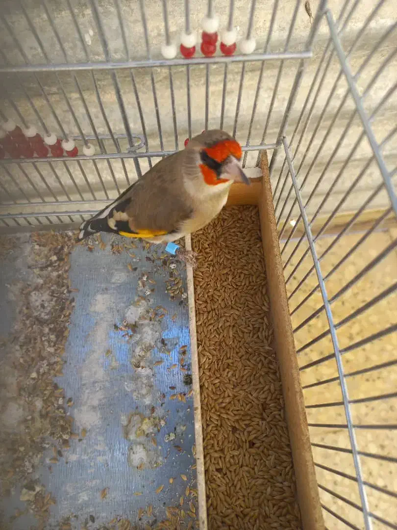 ۳۰ عدد سهره|پرنده|اقلید, |دیوار