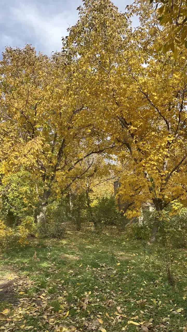 فروش باغ|فروش زمین و ملک کلنگی|نهاوند, |دیوار