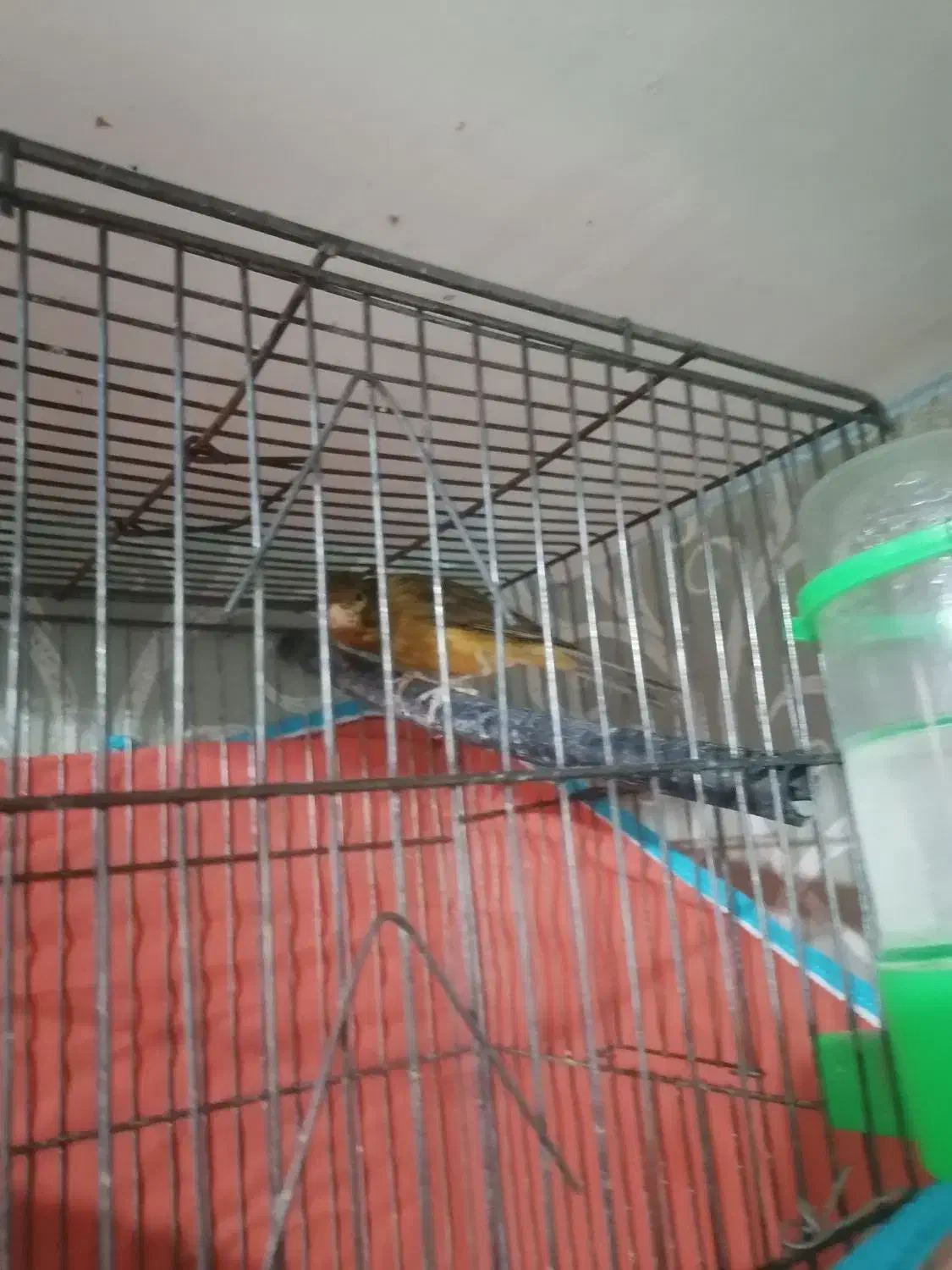 فروش یک جفت قناری|پرنده|کرمان, |دیوار