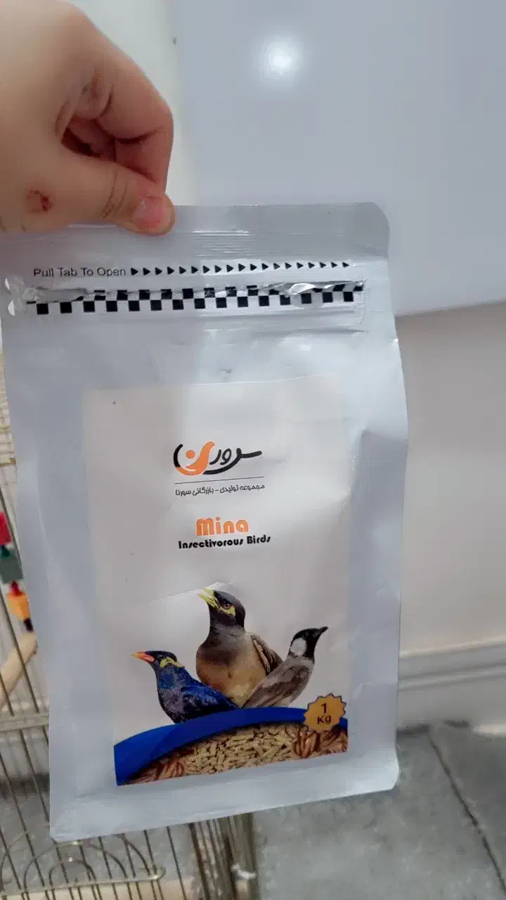 مرغ مینا|پرنده|یاسوج, |دیوار