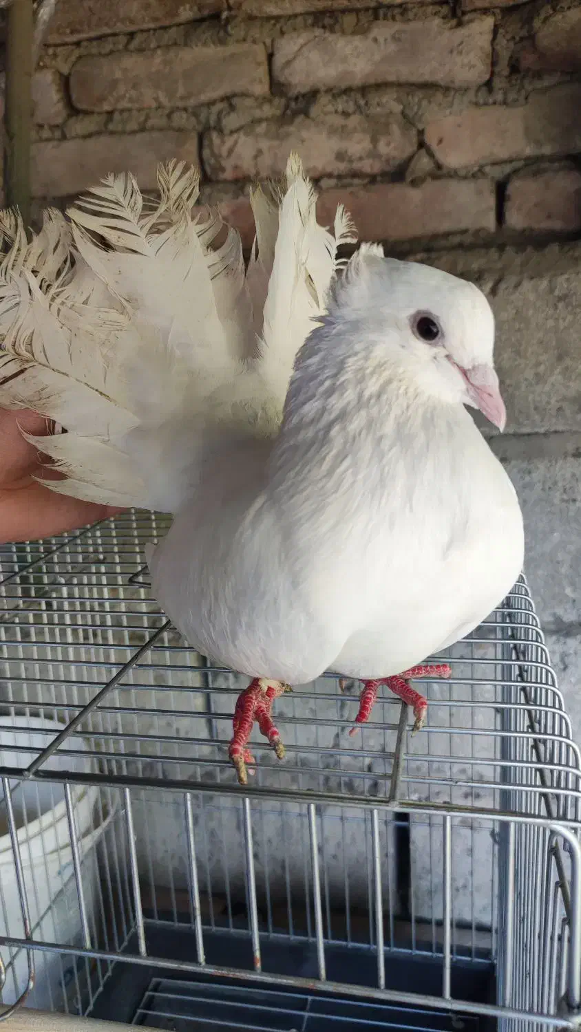 کبوتر رام دستی دم چتری امریکایی|پرنده|بابل, |دیوار