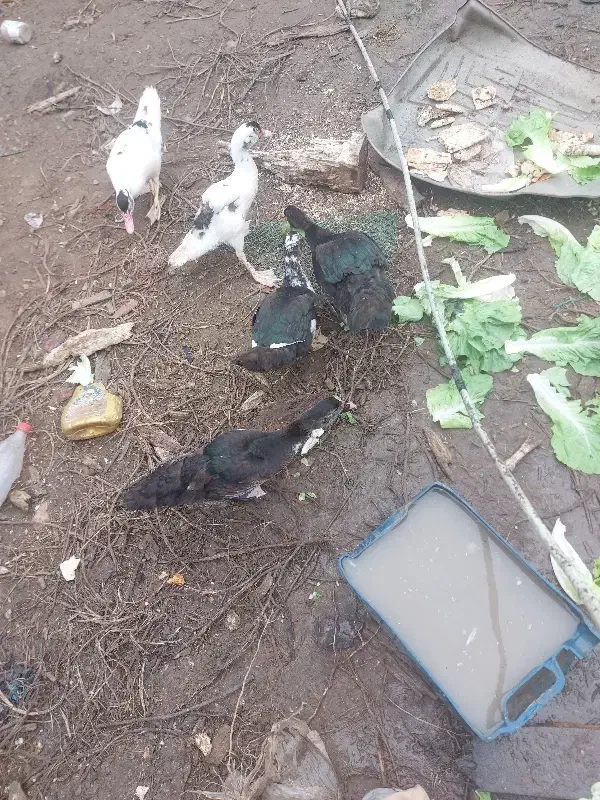 اردک اسراییلی وخروس|حیوانات مزرعه|رشت, پیرکلاچای|دیوار