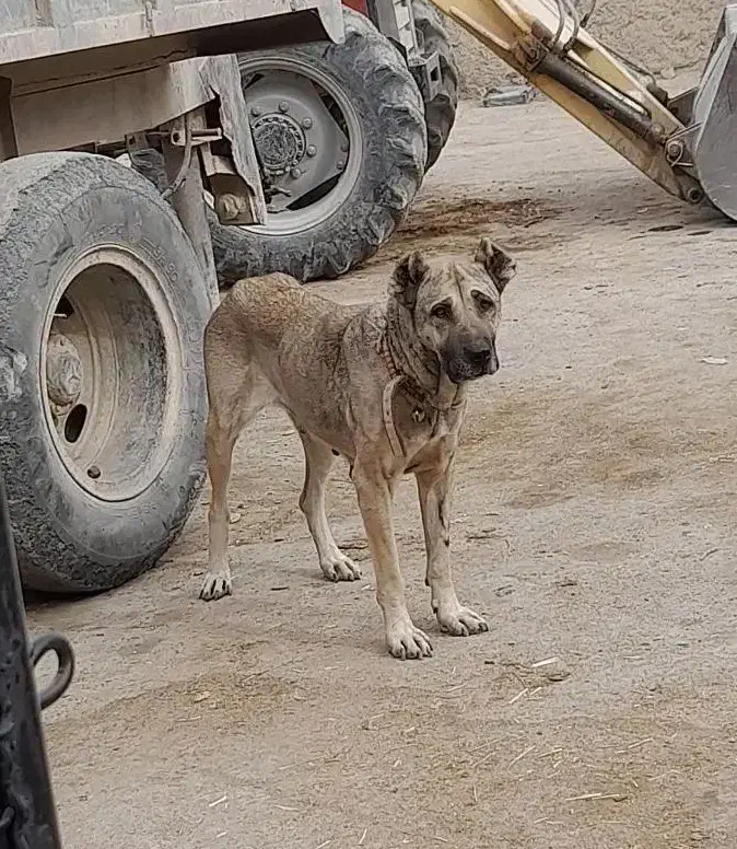 سگ سرابی|سگ|قهدریجان, |دیوار