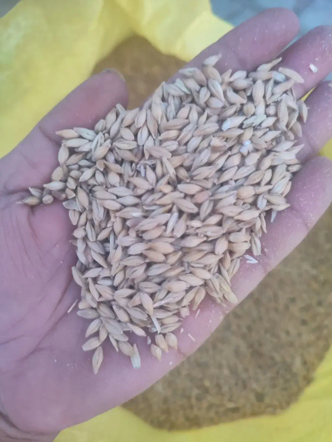 جو خارجی|خدمات باغبانی و درختکاری|داراب, |دیوار