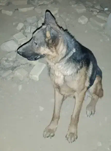 واگذاری یک جفت سگ ژرمن و دوبرمن|سگ|ششده و قره بلاغ, |دیوار